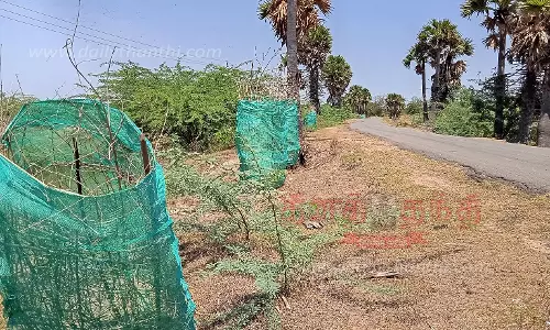 தண்ணீரின்றி கருகிய மரக்கன்றுகள்