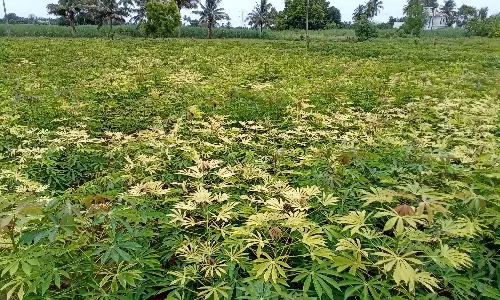 மரவள்ளி பயிரை தாக்கி வரும் பழுப்பு நோய்