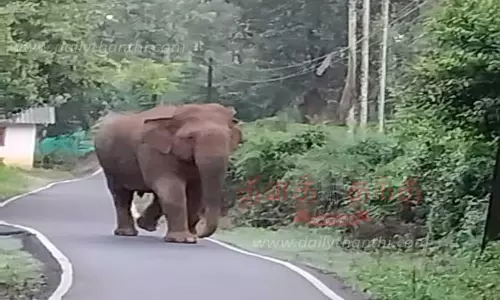 ஊருக்குள் புகுந்த காட்டு யானை