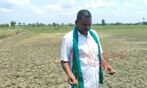 காவிரி நீர் வராததால் கருகும் நெற்பயிர்கள் காவிரி நீர் வராததால் கருகும் நெற்பயிர்கள்