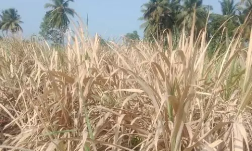 கரும்பு பயிரில் வெள்ளை வேர்ப்புழு தாக்குதல்