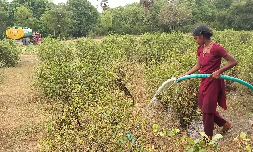 கடும் வெயிலால் கருகும் பூச்செடிகள் கடும் வெயிலால் கருகும் பூச்செடிகள்