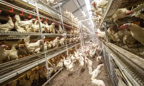 நாமக்கல் மண்டலத்தில் கறிக்கோழி விலை கிலோவுக்கு ரூ.2 உயர்வு