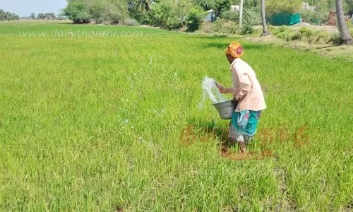 தண்ணீாின்றி கருகும் நெற்பயிர்கள் தண்ணீாின்றி கருகும் நெற்பயிர்கள்