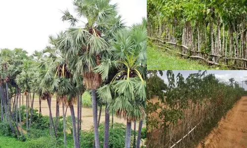 பண்ணையை சுற்றி மரங்கள் வளர்த்து உயிர்வேலி அமைக்கும் வழிகள் பண்ணையை சுற்றி மரங்கள் வளர்த்து உயிர்வேலி அமைக்கும் வழிகள்