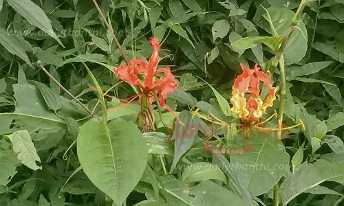 பூத்துக்குலுங்கும் செங்காந்தள் மலர்கள்