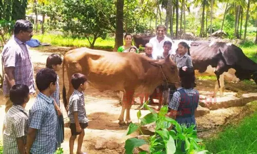 மாட்டுப்பண்ணைக்கு மாணவர்கள் களப்பயணம் மாட்டுப்பண்ணைக்கு மாணவர்கள் களப்பயணம்