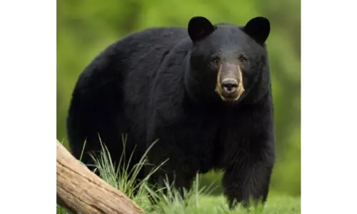 கூடலூர் அருகேமாந்தோப்புகளில் கரடிகள் அட்டகாசம்:விவசாயிகள் கவலை கூடலூர் அருகேமாந்தோப்புகளில் கரடிகள் அட்டகாசம்:விவசாயிகள் கவலை