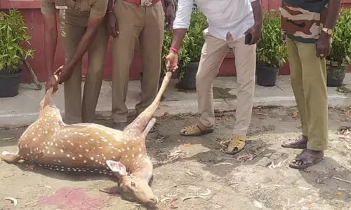 நாய்கள் கடித்து புள்ளிமான் பரிதாப சாவு நாய்கள் கடித்து புள்ளிமான் பரிதாப சாவு