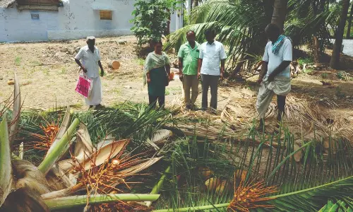 குருத்தழுகல் நோய் தாக்குதலால் வெட்டப்படும் தென்னை மரங்கள் குருத்தழுகல் நோய் தாக்குதலால் வெட்டப்படும் தென்னை மரங்கள்