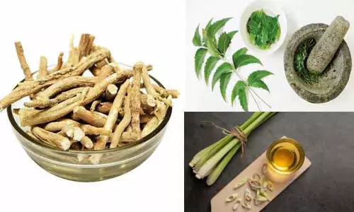 மழைக் கால நோய்களை தடுக்கும் மூலிகைகள்