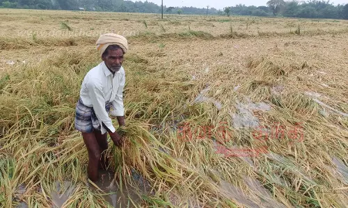 10 ஆயிரம் ஏக்கரில் சாகுபடி செய்த குறுவை பயிர்கள் வயலில் சாய்ந்தன