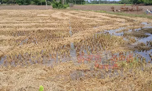 குறுவை சாகுபடி பாதிப்பு