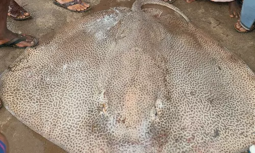 மீனவர் வலையில் சிக்கிய 90 கிலோ ராட்சத திருக்கை மீன்