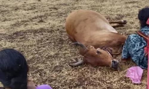 மின்னல் தாக்கி பசு மாடுகள் செத்தன