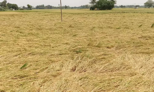 அறுவடைக்கு தயாரான நெற்பயிர்கள் சாய்ந்தன