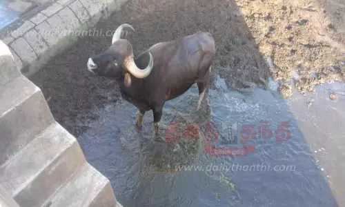கருப்பாநதி அணை மதகில் விழுந்த காட்டெருமை மீட்பு