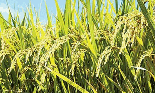 நடப்பாண்டில் விவசாயிகளுக்கு ரூ.500 கோடி பயிர்க்கடன் வழங்க இலக்கு