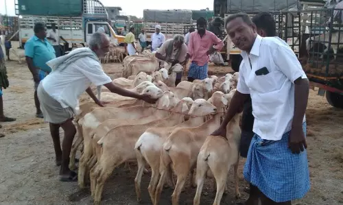 கன்னிவாடி சந்தையில் 10 கிலோ ஆடு ரூ.7,500-க்கு விற்பனை