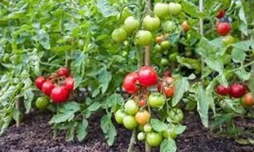 தக்காளி விலை மீண்டும் அதிகரிப்பு