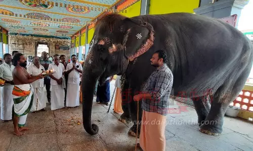 அமிர்தகடேஸ்வரர் கோவில் யானைக்கு சிறப்பு பூஜை