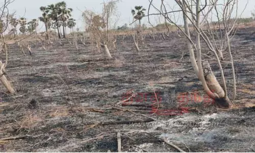 4½ ஏக்கர் முருங்கை மரங்கள் தீயில் கருகி நாசம்