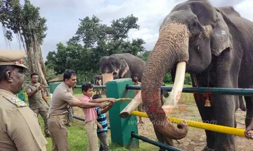 முதுமலையில் யானைகள் தினம் கொண்டாட்டம்