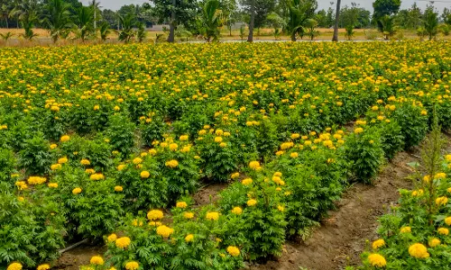 போதிய மழை இல்லை; அதிக காற்று வீசியதால் செண்டி பூக்கள் மகசூல் பாதிப்பு போதிய மழை இல்லை; அதிக காற்று வீசியதால் செண்டி பூக்கள் மகசூல் பாதிப்பு