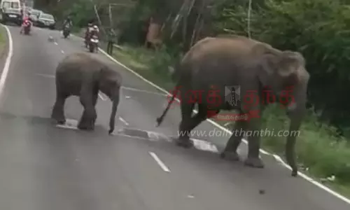 ஆசனூர் அருகே நெடுஞ்சாலையில்குட்டியுடன் அரசு பஸ்சை வழிமறித்த காட்டு யானை