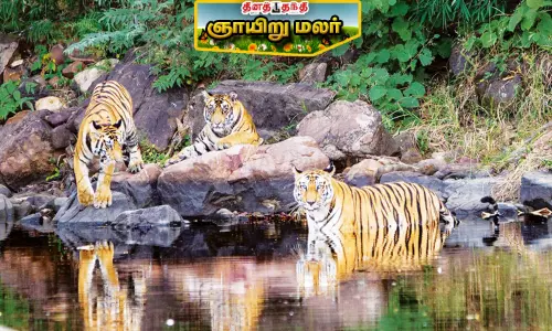 புலிகளை ரசிக்க வைக்கும் தேசியப் பூங்காக்கள்