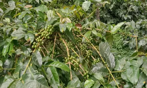 வால்பாைறயில் காபி செடிகளில் காய்கள் காய்க்கத் ெதாடங்கியது-மகசூல் அதிகாிக்க வாய்ப்பு உள்ளதால் விவசாயிகள் மகிழ்ச்சி