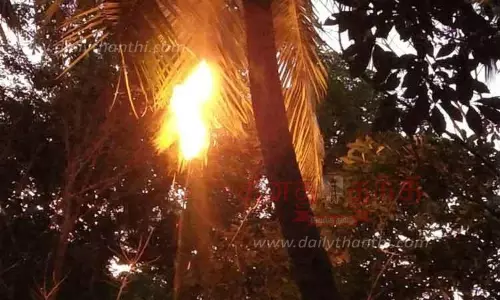 விஷ வண்டுகள் அழிப்பு