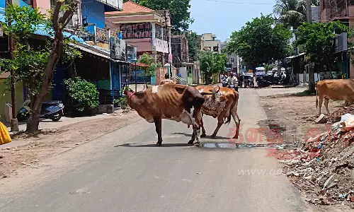 போக்குவரத்துக்கு இடையூறாக சுற்றித்திரியும் கால்நடைகள்
