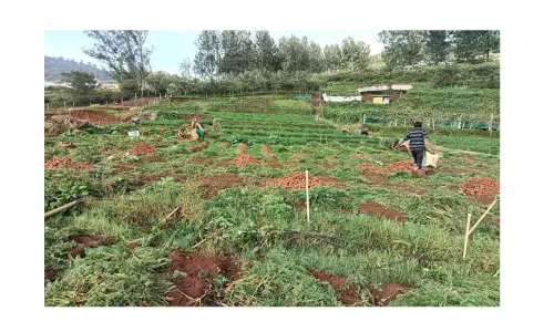 தொடர் மழை எதிரொலி: கோத்தகிரியில் கேரட் அறுவடை பணியில் விவசாயிகள் மும்முரம் தொடர் மழை எதிரொலி: கோத்தகிரியில் கேரட் அறுவடை பணியில் விவசாயிகள் மும்முரம்