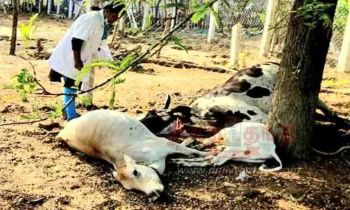 மின்னல் தாக்கி 3 மாடுகள் பலி இழப்பீடு வழங்க கோரிக்கை மின்னல் தாக்கி 3 மாடுகள் பலி இழப்பீடு வழங்க கோரிக்கை