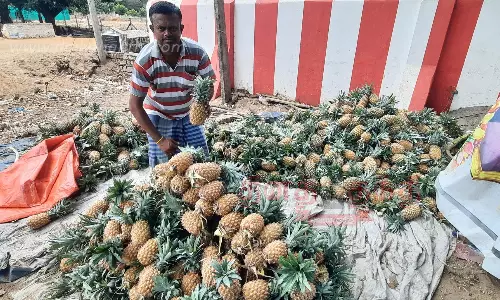 அன்னாசி பழங்கள் விற்பனை விறுவிறுப்பு அன்னாசி பழங்கள் விற்பனை விறுவிறுப்பு