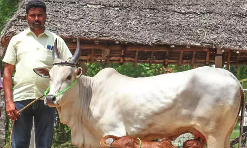 ரூ.7 லட்சத்திற்கு மாடுகள் விற்பனை