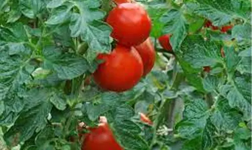 கோலார் தங்கவயலில் ஒரு கிலோ தக்காளி ரூ.13-க்கு விற்பனை