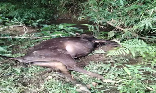 கூடலூர் அருகே பசுமாட்டை அடித்துக்கொன்ற புலி -கூண்டு வைத்து பிடிக்க கிராம மக்கள் கோரிக்கை கூடலூர் அருகே பசுமாட்டை அடித்துக்கொன்ற புலி -கூண்டு வைத்து பிடிக்க கிராம மக்கள் கோரிக்கை