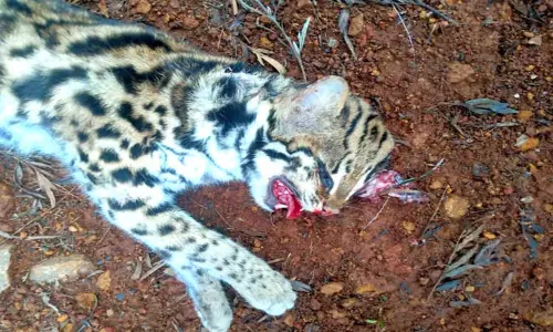 கோத்தகிரி அருகே வாகனம் மோதி சிறுத்தை பூனை சாவு கோத்தகிரி அருகே வாகனம் மோதி சிறுத்தை பூனை சாவு