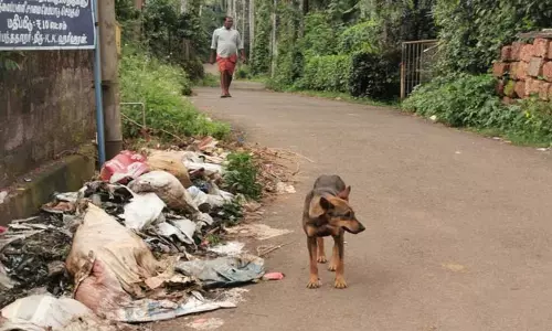 நெலாக்கோட்டை ஊராட்சியில் குவியும் குப்பைகள் -சுகாதார சீர்கேடு ஏற்படுவதால் பொதுமக்கள் அவதி நெலாக்கோட்டை ஊராட்சியில் குவியும் குப்பைகள் -சுகாதார சீர்கேடு ஏற்படுவதால் பொதுமக்கள் அவதி