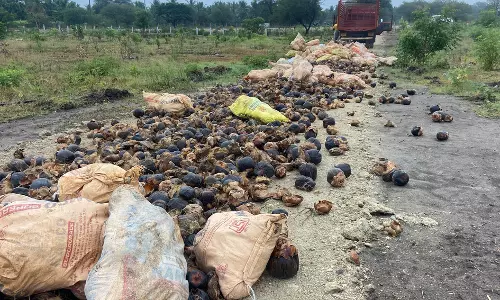 20 ஆயிரம் பனை விதைகள் நடவு பணி