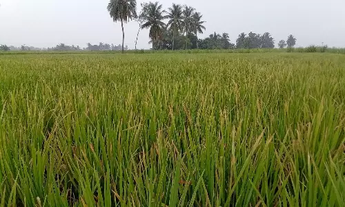 மூங்கில்துறைப்பட்டு பகுதிகளில்இலை கருகல் நோயால் நெற்பயிர்கள் பாதிப்புவிவசாயிகள் கவலை