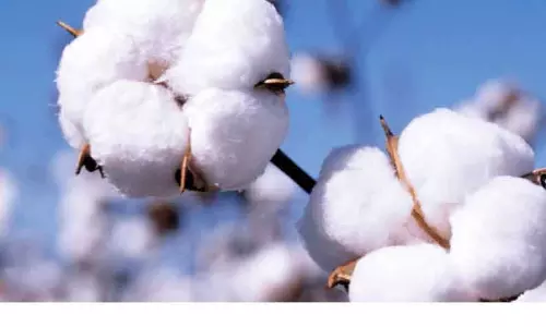 மயிலாடுதுறை அருகே பருத்தி ஏலம்