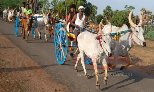 தேவகோட்டை அருகே ேகாவில் திருவிழா: சீறிப்பாய்ந்த மாட்டு வண்டிகள்
