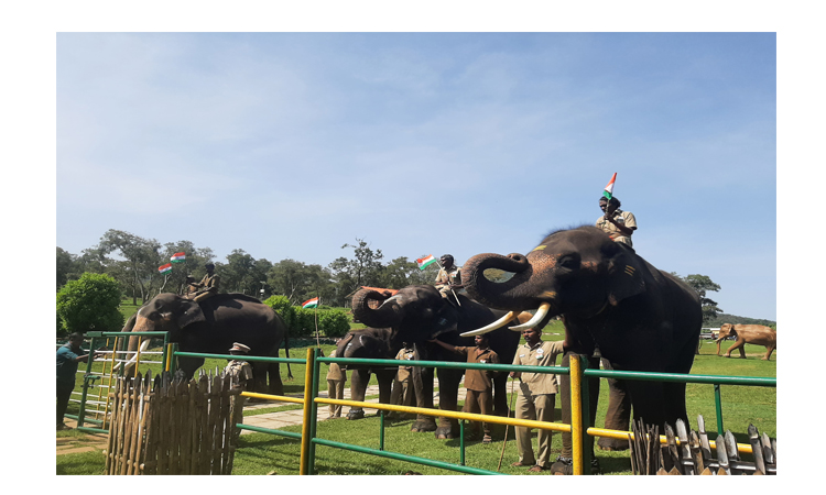 முதுமலை தெப்பகாட்டில் தேசியக்கொடிக்கு தும்பிக்கைகளை உயர்த்தி மரியாதை செலுத்திய வளர்ப்பு யானைகள்