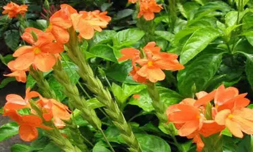 கனகாம்பரம் கிலோ ரூ.1,200-க்கு ஏலம் ஒரே நாளில் 680 ரூபாய் உயர்ந்ததால் விவசாயிகள் மகிழ்ச்சி