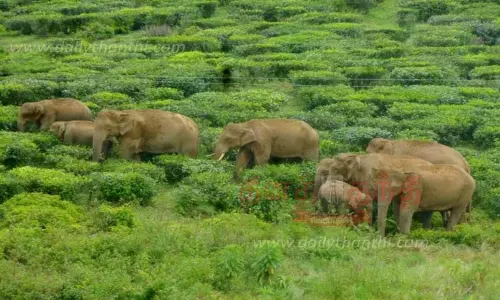 கேரள வனப்பகுதியில் இருந்து வால்பாறைக்கு இடம்பெயரும் காட்டு யானைகள்-எஸ்டேட் பகுதியில் முகாமிட்டு உள்ளதால் வனத்துறை எச்சரிக்கை