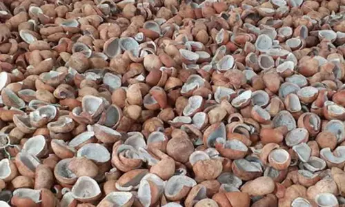 ரூ 68 லட்சத்திற்கு தேங்காய் பருப்பு ஏலம்