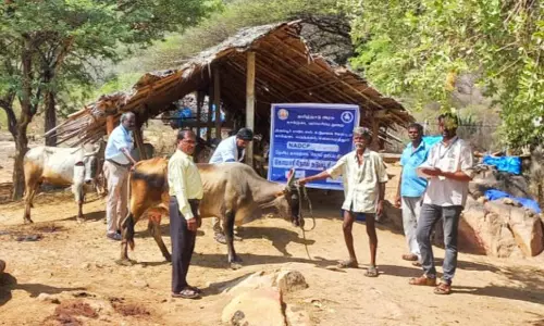 கால்நடைகளுக்கு கோமாரி நோய் தடுப்பூசி முகாம்